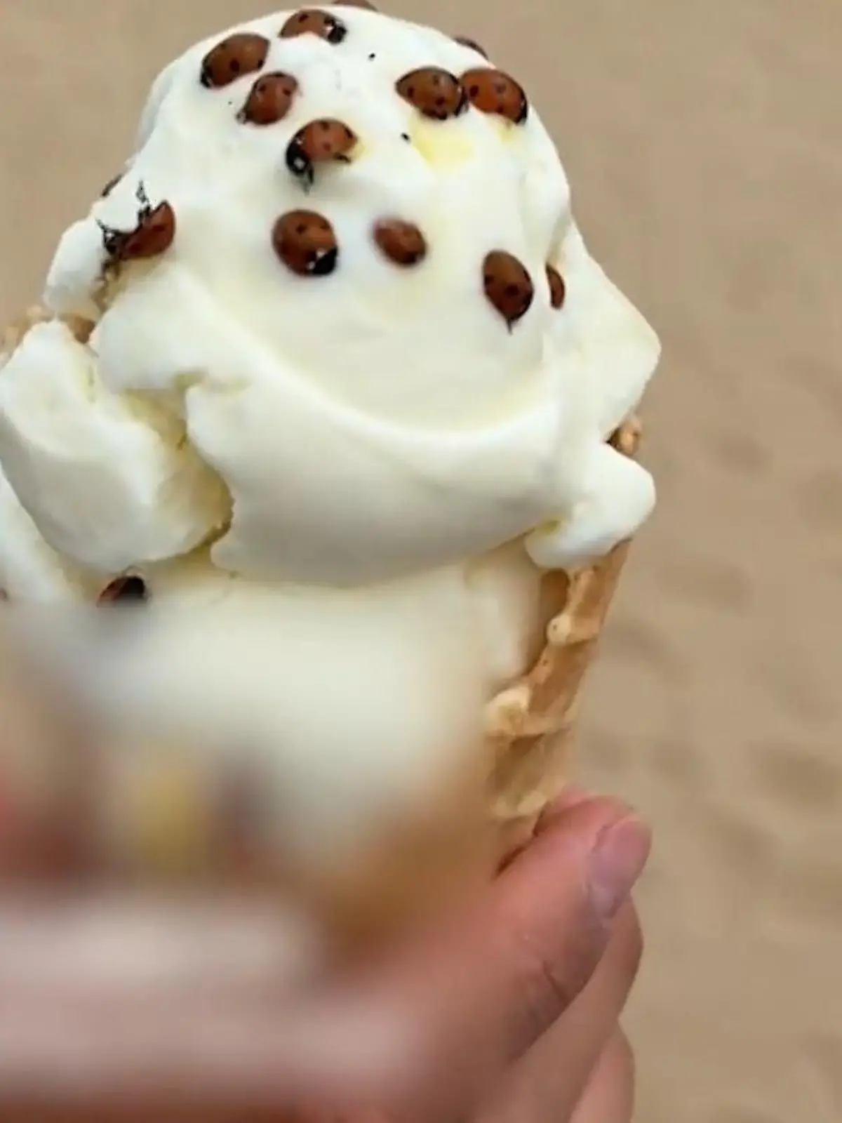 Bild zu: "Süß, aber bissig! Millionen Marienkäfer terrorisieren Touristen am Strand"