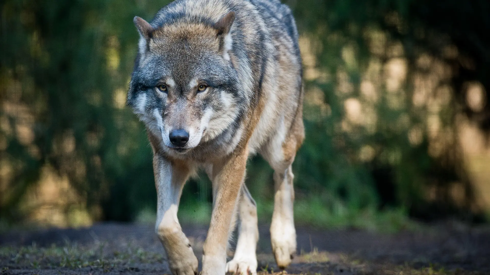 ARCHIV - Ein Wolf läuft am 24.02.2014 in Groß Schönebeck (Brandenburg) im Wildpark Schorfheide durch sein Gehege. Foto: Patrick Pleul/dpa (zu lhe "Der Wolf kommt zurück nach Hessen und sorgt für Sorgen" vom 03.08.2015) +++(c) dpa - Bildfunk+++