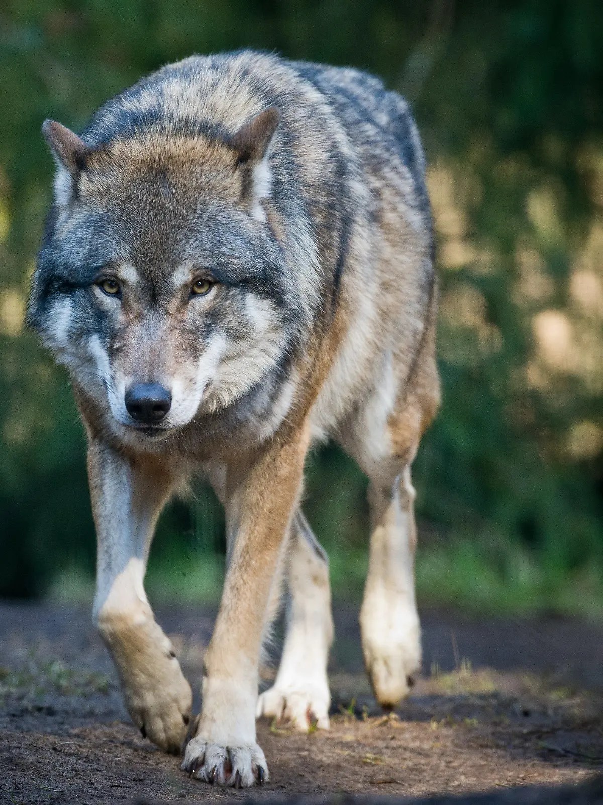 ARCHIV - Ein Wolf läuft am 24.02.2014 in Groß Schönebeck (Brandenburg) im Wildpark Schorfheide durch sein Gehege.  Foto: Patrick Pleul/dpa (zu lhe "Der Wolf kommt zurück nach Hessen und sorgt für Sorgen" vom 03.08.2015) +++(c) dpa - Bildfunk+++