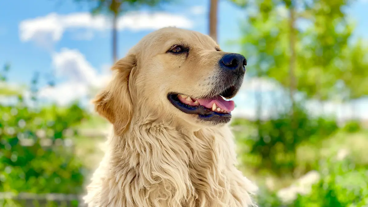 Hilfe, hat mein Hund etwa ADHS?