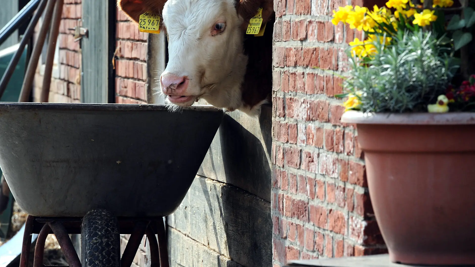 ARCHIV - Ein Kälbchen schaut am 30.03.2014 bei frühlingshaftem Wetter aus einem Kuhstall in Fischerhude (Niedersachsen). Mit einem millionenschweren Weidemilchprogramm will die rot-grüne Landesregierung Milchkühe wieder öfter auf die Weide bringen. Foto: Ingo Wagner/dpa (zu lni "Niedersachsens Milchkühe sollen wieder öfter auf die Weide kommen" vom 08.04.2014) +++(c) dpa - Bildfunk+++
