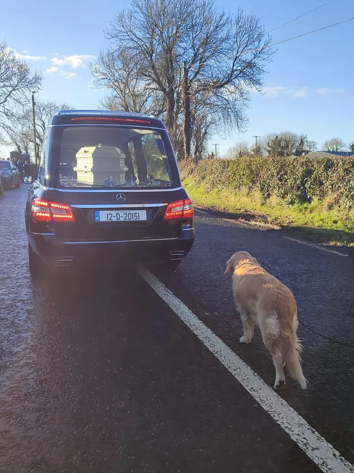 Golden Retriever "Bessie" folgte seiner toten Besitzerin nach der Beisetzung.