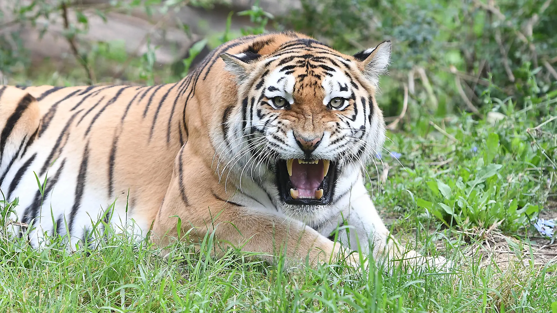 Tiger-Jungtiere erobern die Außenanlage am 22.07.2021 im Zoo Duisburg in Duisburg In den vergangenen Wochen machten die Mini-Tiger unter den wachsamen Augen von Mutter Dasha ihre ersten Gehversuche im rückwertigen Bereich der Tiger-Anlage. Nun erobert der Nachwuchs auch das Außenareal. *** Tiger cubs conquer the outdoor area on 22 07 2021 in Duisburg Zoo in Duisburg In recent weeks, the mini tigers under the watchful eye of mother Dasha made their first attempts to walk in the back area of the tiger facility Now the offspring also conquer the outdoor area xRx