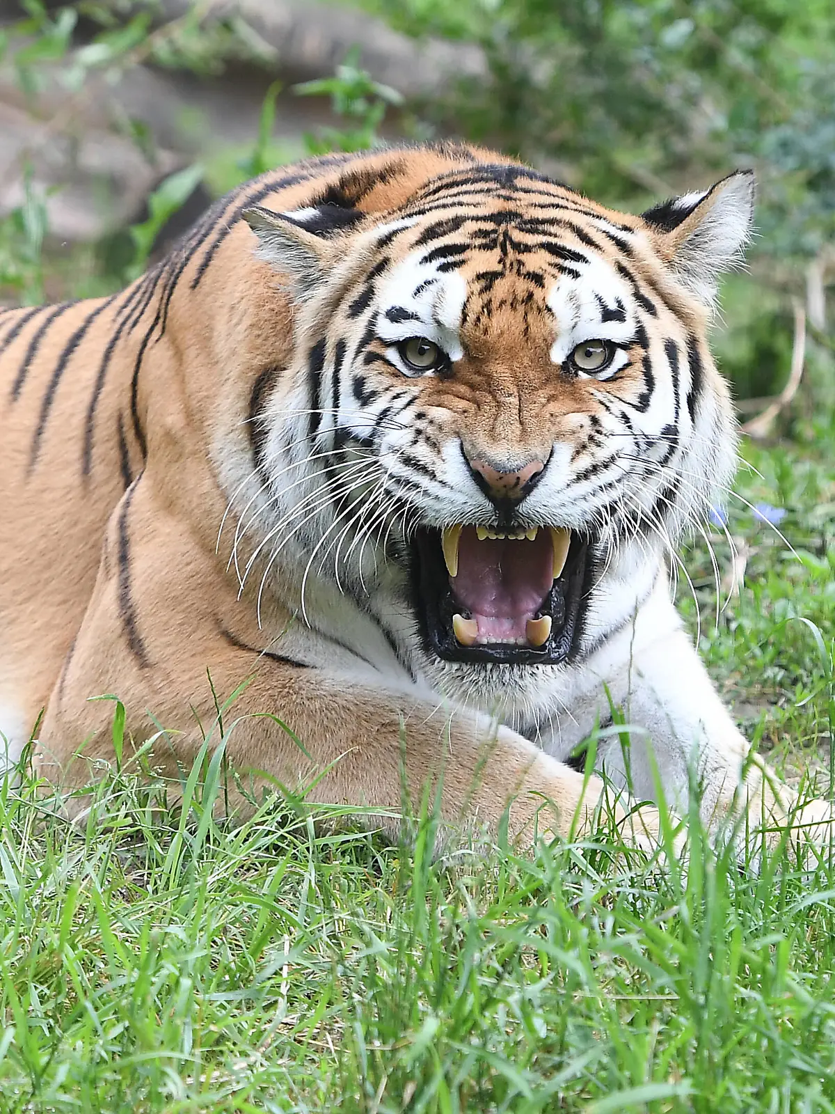 Tiger-Jungtiere erobern die Außenanlage am 22.07.2021 im Zoo Duisburg in Duisburg In den vergangenen Wochen machten die Mini-Tiger unter den wachsamen Augen von Mutter Dasha ihre ersten Gehversuche im rückwertigen Bereich der Tiger-Anlage. Nun erobert der Nachwuchs auch das Außenareal. *** Tiger cubs conquer the outdoor area on 22 07 2021 in Duisburg Zoo in Duisburg In recent weeks, the mini tigers under the watchful eye of mother Dasha made their first attempts to walk in the back area of the tiger facility Now the offspring also conquer the outdoor area xRx 