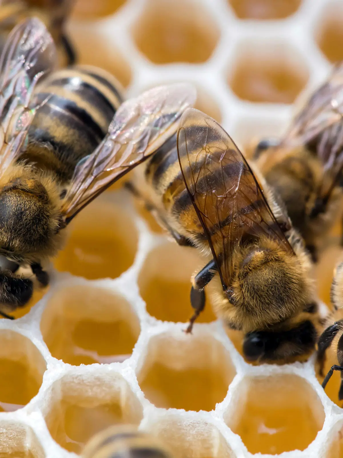 ARCHIV - Bienen füllen am 29.05.2012 in Tonndorf (Thüringen) Honigwaben. Am 22.07.2015 äußert sich Niedersachsens Agrarminister zu den Bienenförderprogrammen des Landes und der Einrichtung eines Bienenblogs. Foto: Michael Reichel/dpa (zu lni vom "Neues von den Bienen: Agrarminister informiert per Internet-Blog" 21.07.2015) +++(c) dpa - Bildfunk+++