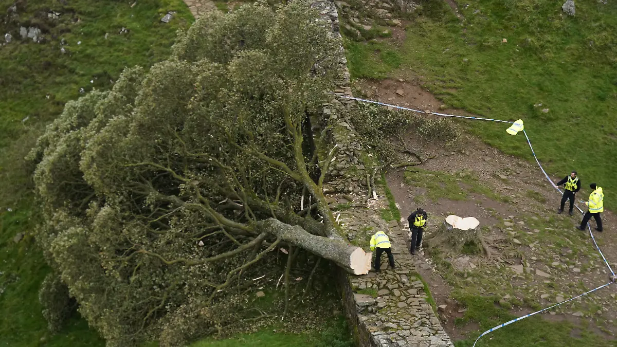 Der Baum in Northumberland stand wie eine Ikone für den Robin-Hood-Film von 1991. Im September 2023 lag er plötzlich gefällt auf dem Boden