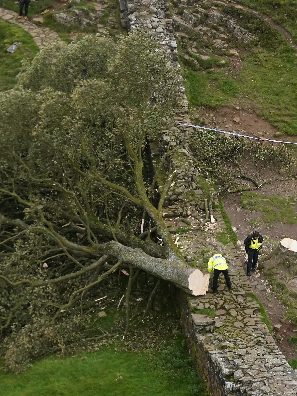 Der Baum in Northumberland stand wie eine Ikone für den Robin-Hood-Film von 1991. Im September 2023 lag er plötzlich gefällt auf dem Boden