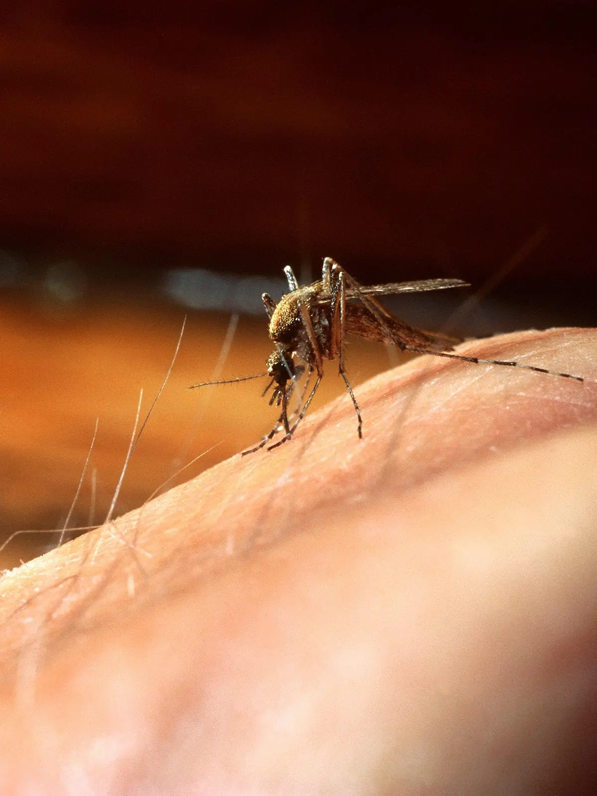 Eine weibliche Stechmücke (aedes cataphylla) hat sich auf einer Hand niedergelassen und ihren Rüssel zum Blutsaugen in die Haut gebohrt. (Aufnahme vom September 1992).