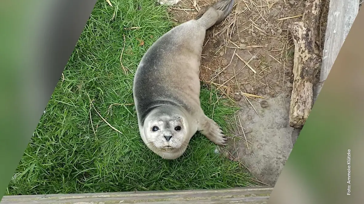 Gestrandet in Garten und Hafen! Zwei kleine Heuler in Not Tierische Rettungsaktionen im Norden