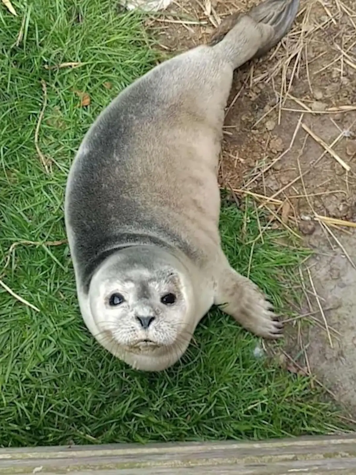 Bild zu: "Gestrandet in Garten und Hafen! Zwei kleine Heuler in Not"