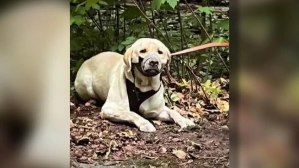 Tierquäler misshandelt Labrador und klebt ihm die Schnauze zu Rettung in letzter Sekunde!