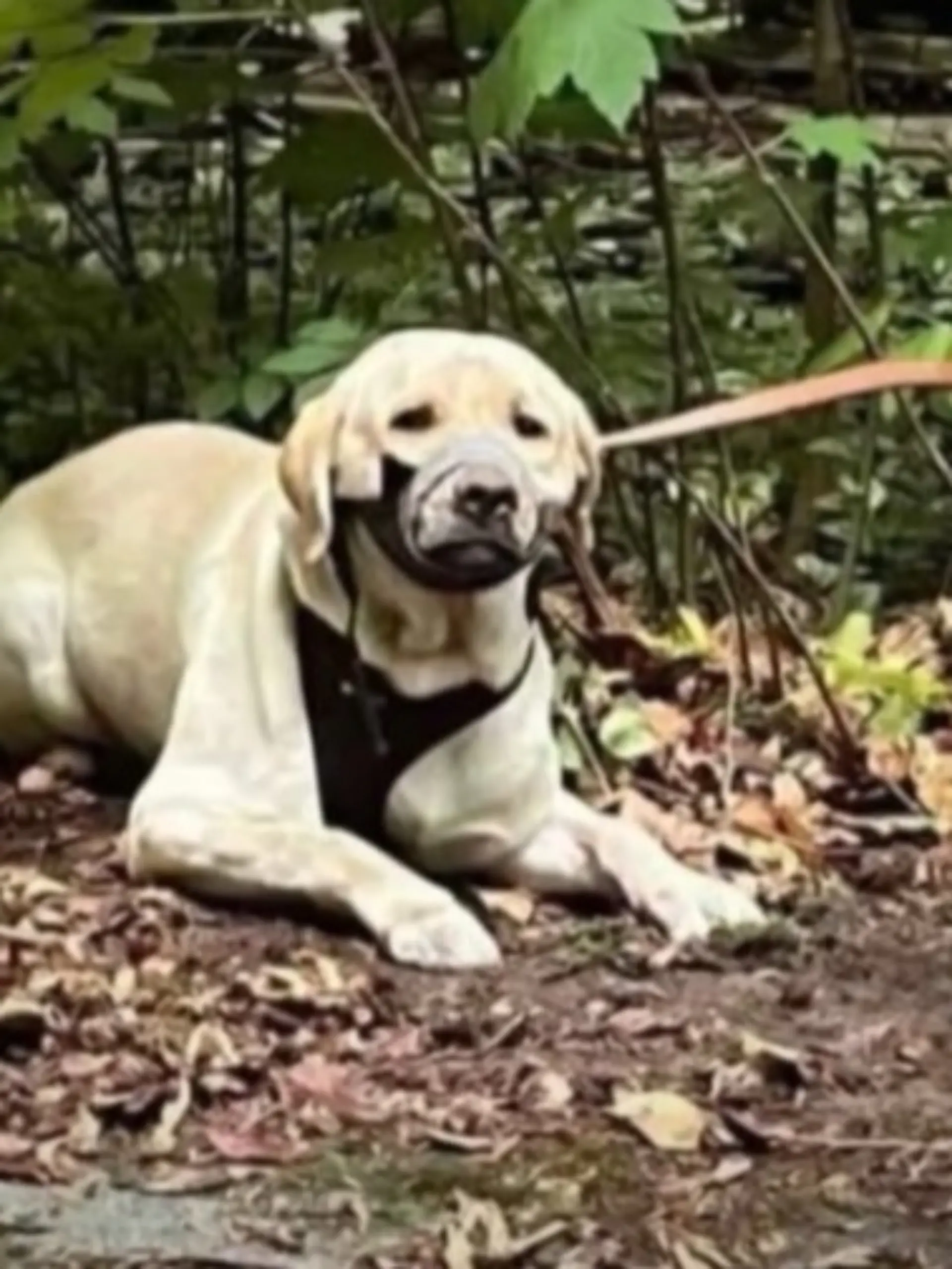 Tierquälerei in Düsseldorf: Besitzer klebt fesselt Labrador Haribo und klebt ihm die Schnauze zu