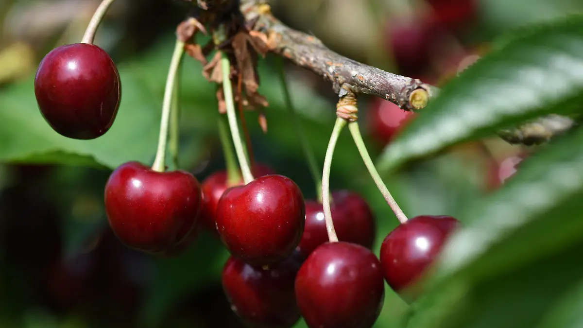 ARCHIV - Reife Kirschen hängen am 12.06.2015 bei Königschaffhausen (Baden-Württemberg) an einem Baum. Der Spargel geht, die Kirschen kommen. Und es soll ein gutes Kirschenjahr werden, da die Früchte von Frostschäden weitgehend verschont blieben, teilte die Landwirtschaftskammer Nordrhein-Westfalen am Dienstag mit. Gefährlich für das rote Steinobst sei allein langanhaltender Regen, der die Kirschen aufplatzen lasse. Bauern schützten ihren Ertrag davor immer häufiger mit Dächern, wie es weiter in der Mitteilung heißt. Foto: Patrick Seeger/dpa +++(c) dpa - Bildfunk+++