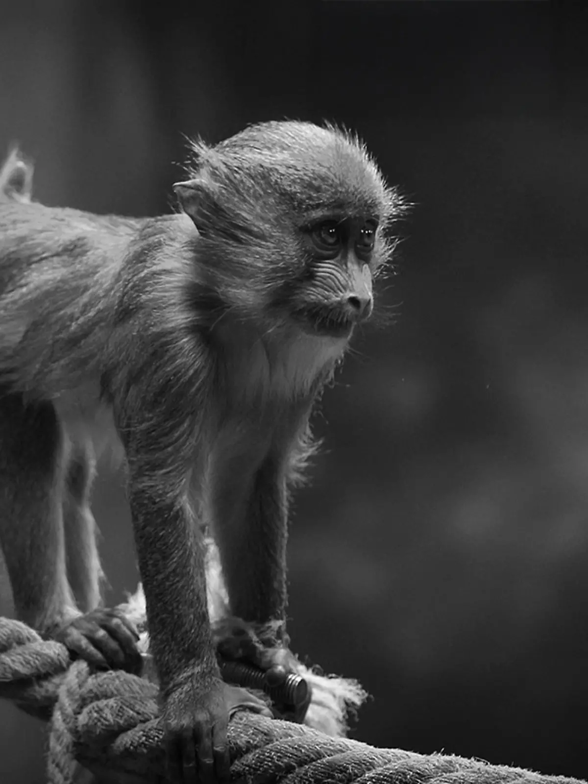 Ein junger Mandrill ist beim ausgelassenen Spielen am Dienstagvormittag (15. Juli) in seinem Außengehege tödlich verunglückt.