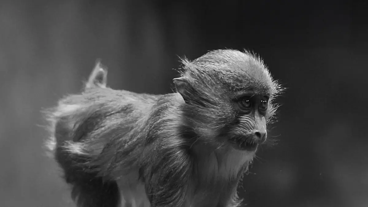 Ein junger Mandrill ist beim ausgelassenen Spielen am Dienstagvormittag (15. Juli) in seinem Außengehege tödlich verunglückt.