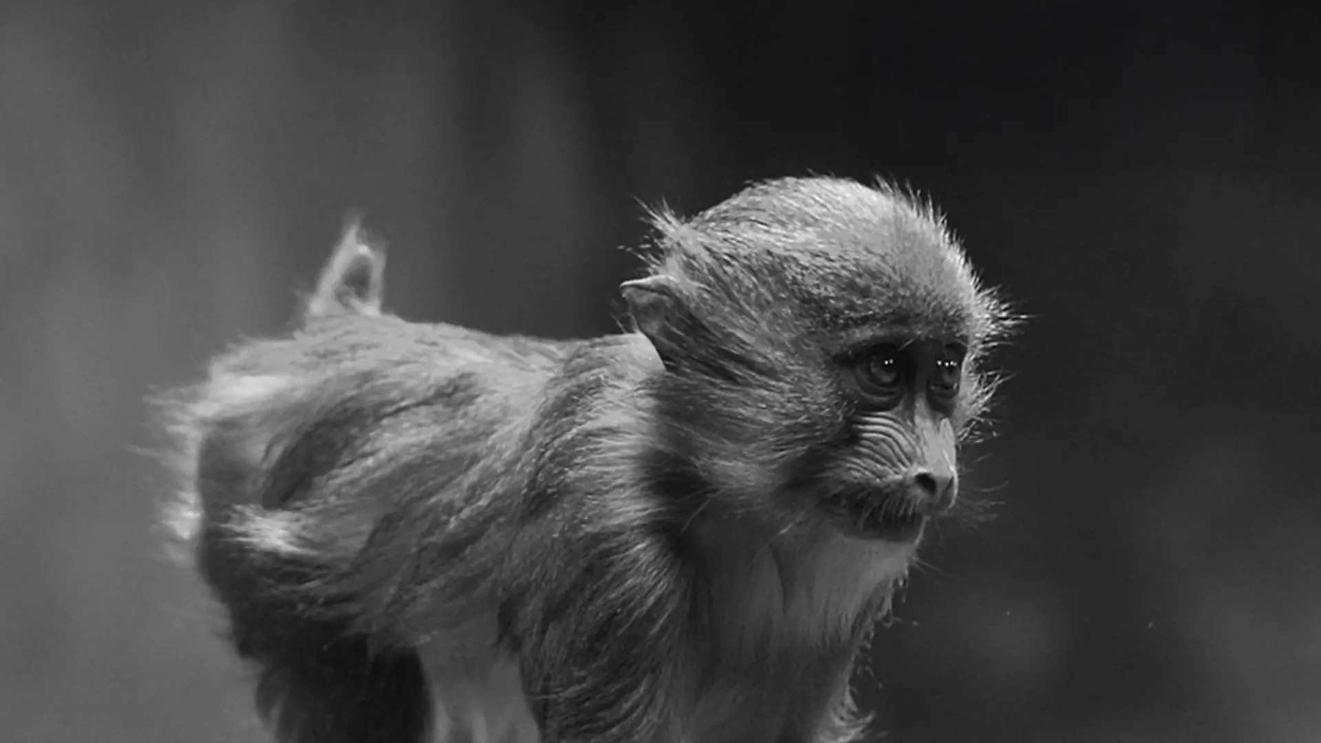 Ein junger Mandrill ist beim ausgelassenen Spielen am Dienstagvormittag (15. Juli) in seinem Außengehege tödlich verunglückt.