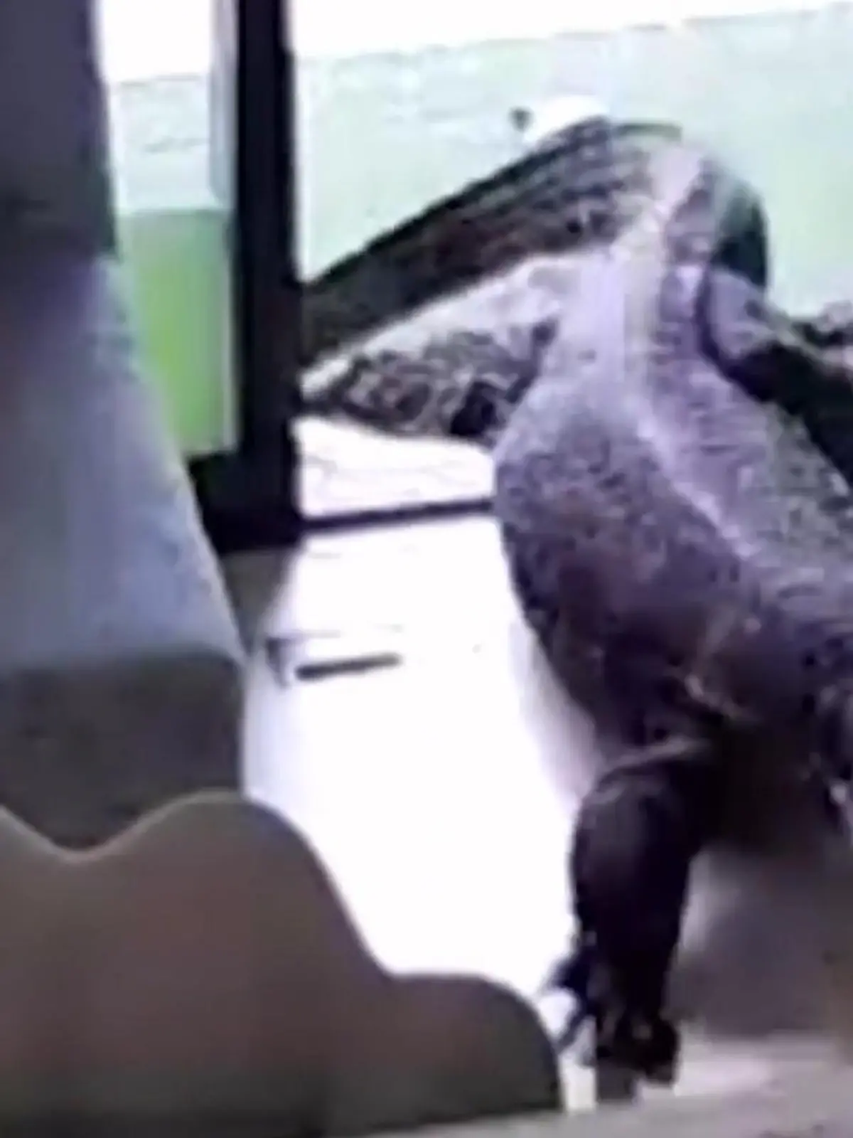 Bild zu: "Kreisch-Alarm statt Entspannung! Riesen-Reptil stürmt Beauty-Salon"