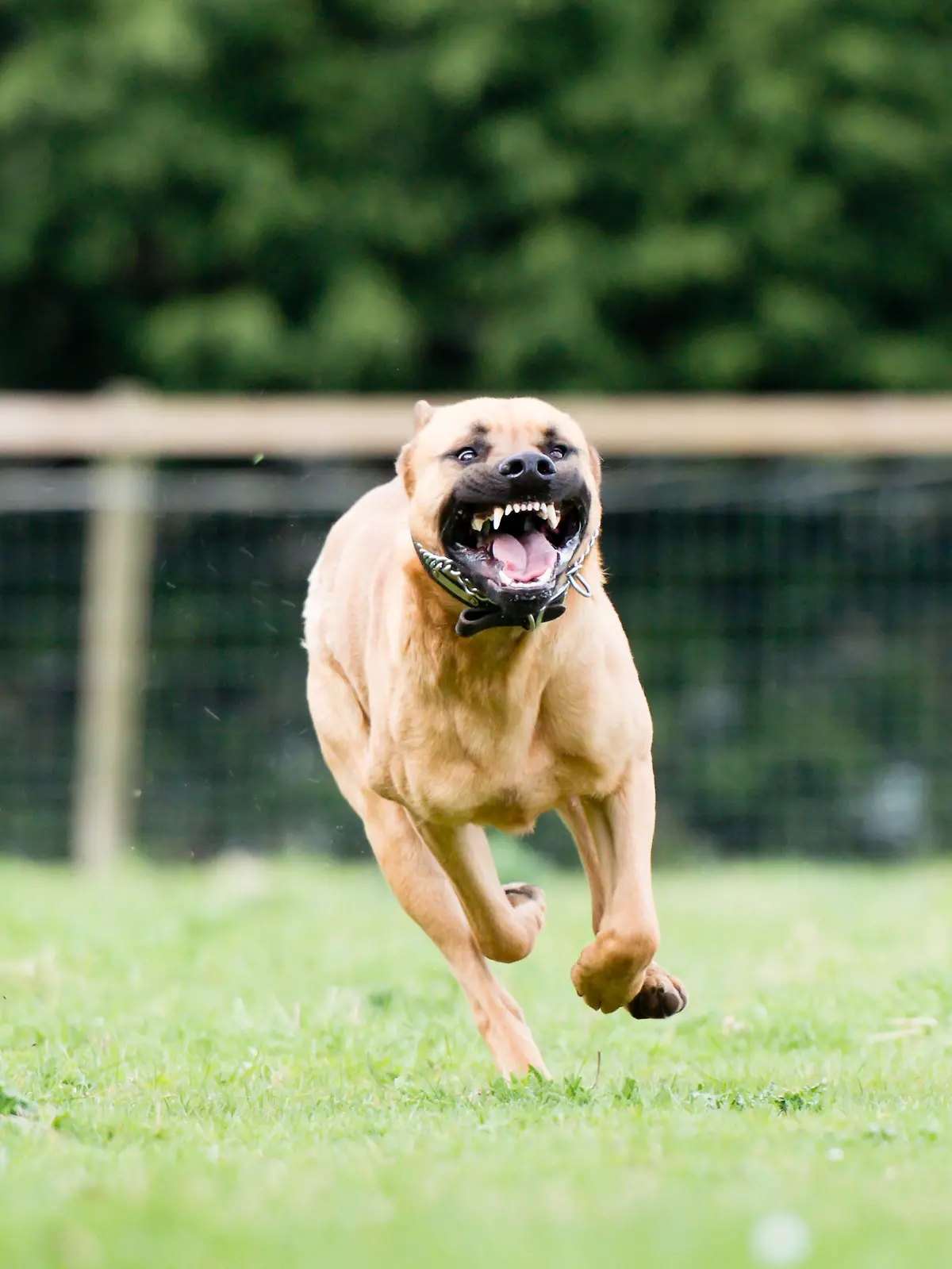 Bild zu: "Hunde-Attacke im Saarland! Pitbull soll Mädchen (5) Ohr abgebissen haben"