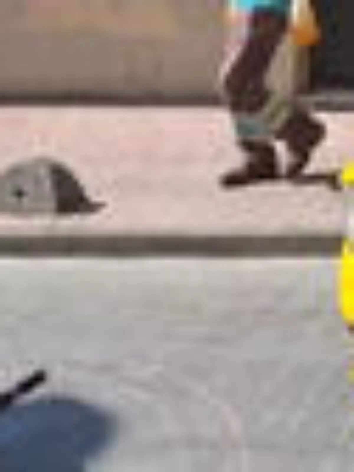 Ach du sch****! Katze legt während ihres Geschäfts Verkehr lahm