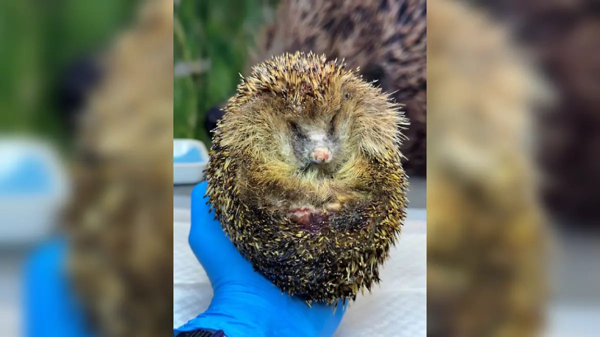 Der Igel kämpft um sein Leben.