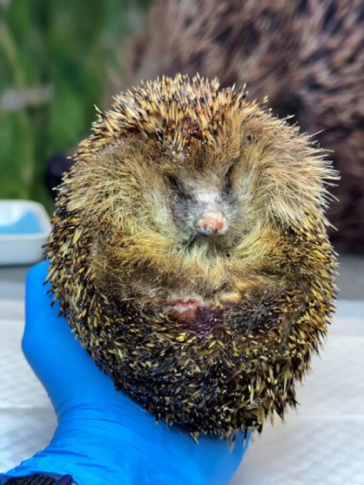 Bild zu: "Igel in Oldenburg lebendig angezündet!"