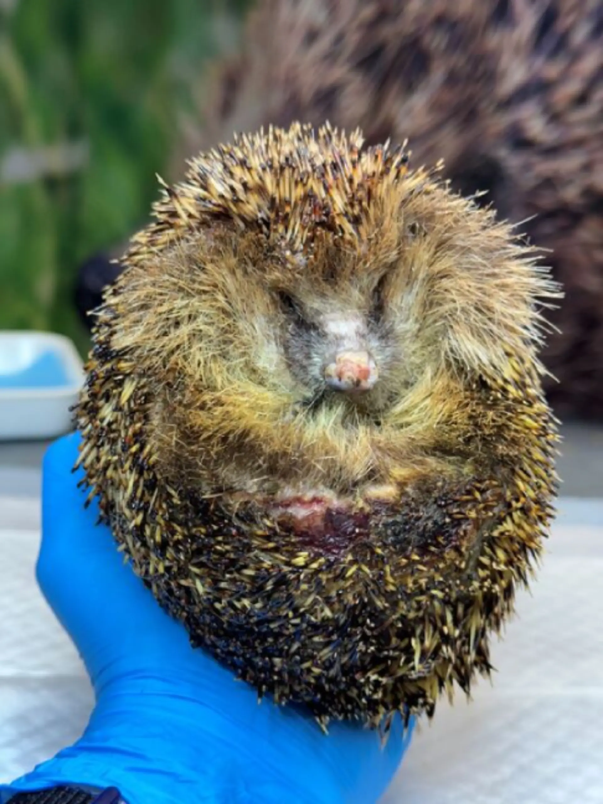 Bild zu: "Igel in Oldenburg lebendig angezündet!"