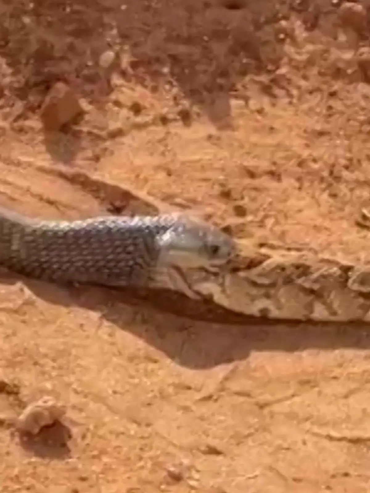 Kannibalen–Kobra verschlingt Artgenossen – direkt neben deutschen Safari–Touris!