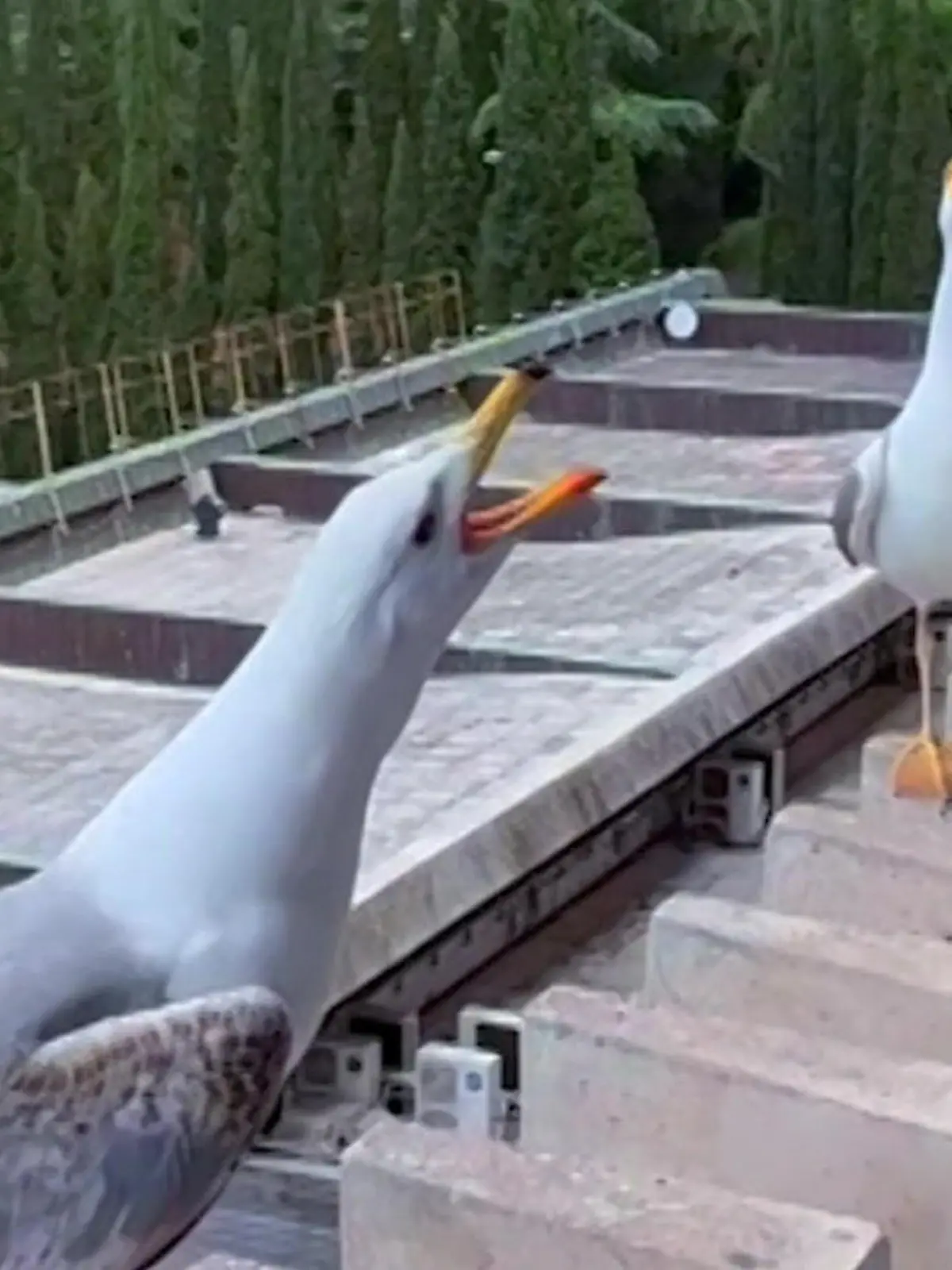 Bild zu: "Tollpatsch-Möwe legt fatale Bruchlandung hin – Kumpels verspotten ihn sofort!"