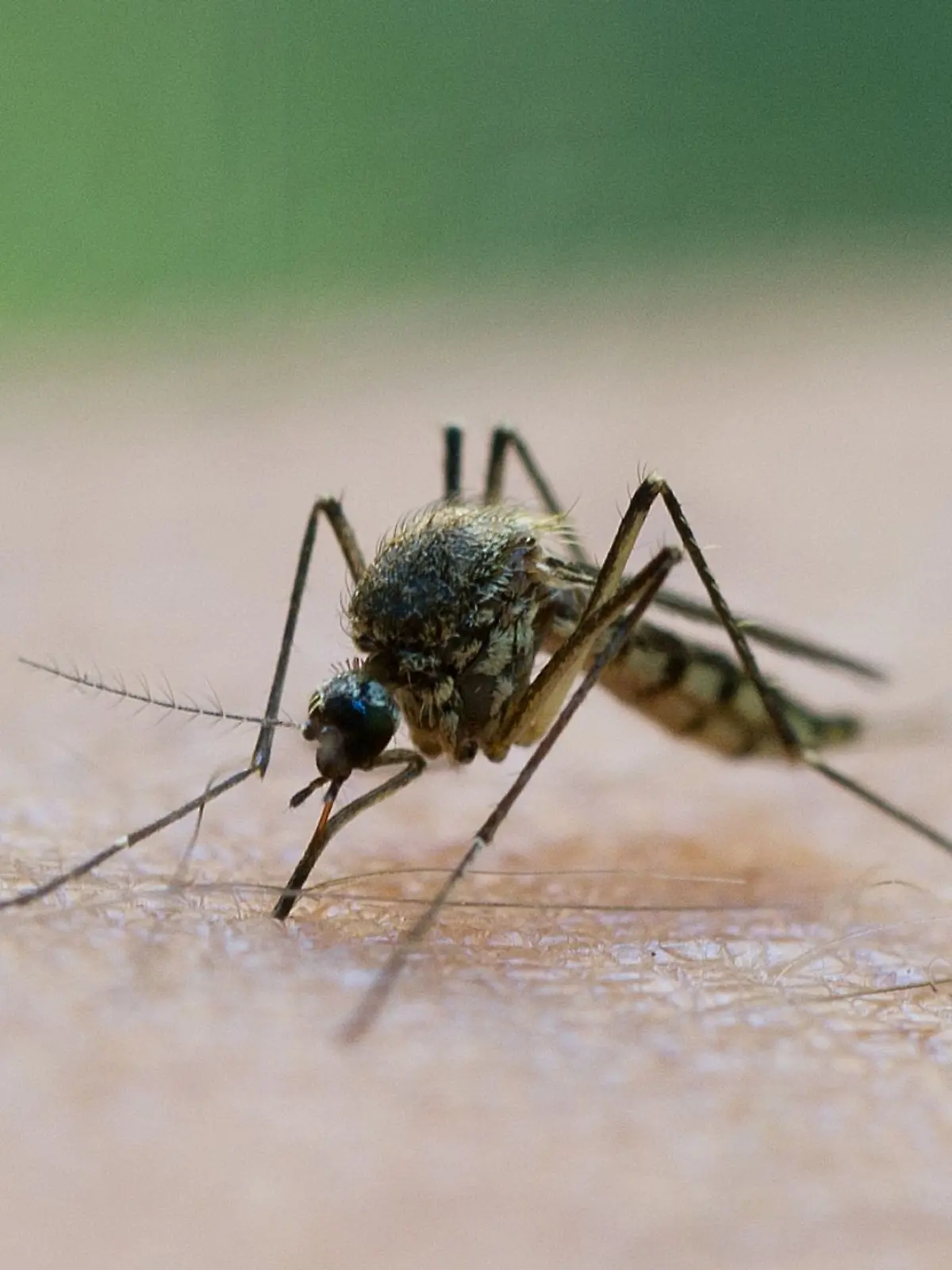 Bild zu: "Kommt das West-Nil-Virus jetzt auch nach Deutschland?"