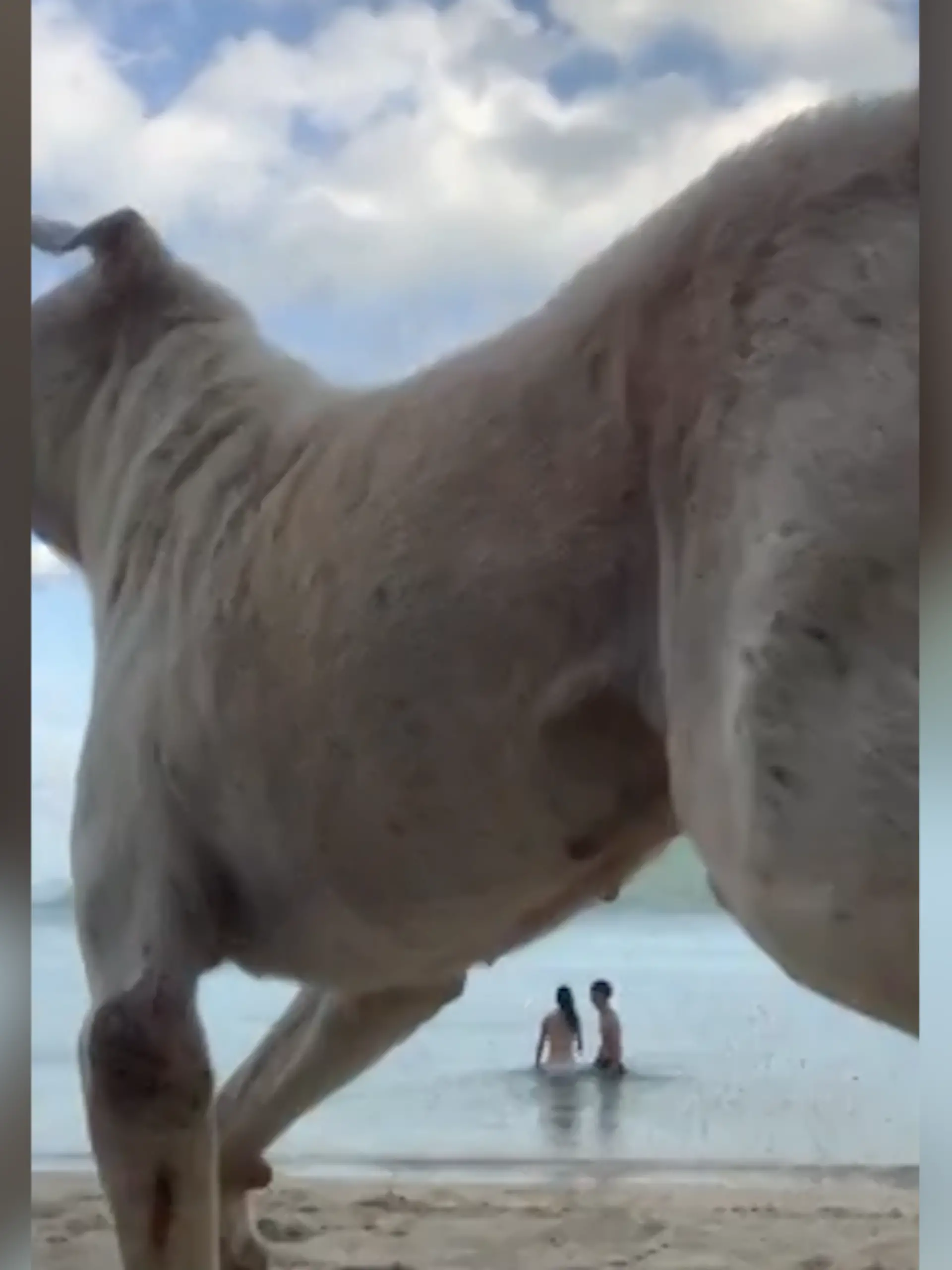 Der Streuner pinkelt auf das Handy von Lawrence. 
