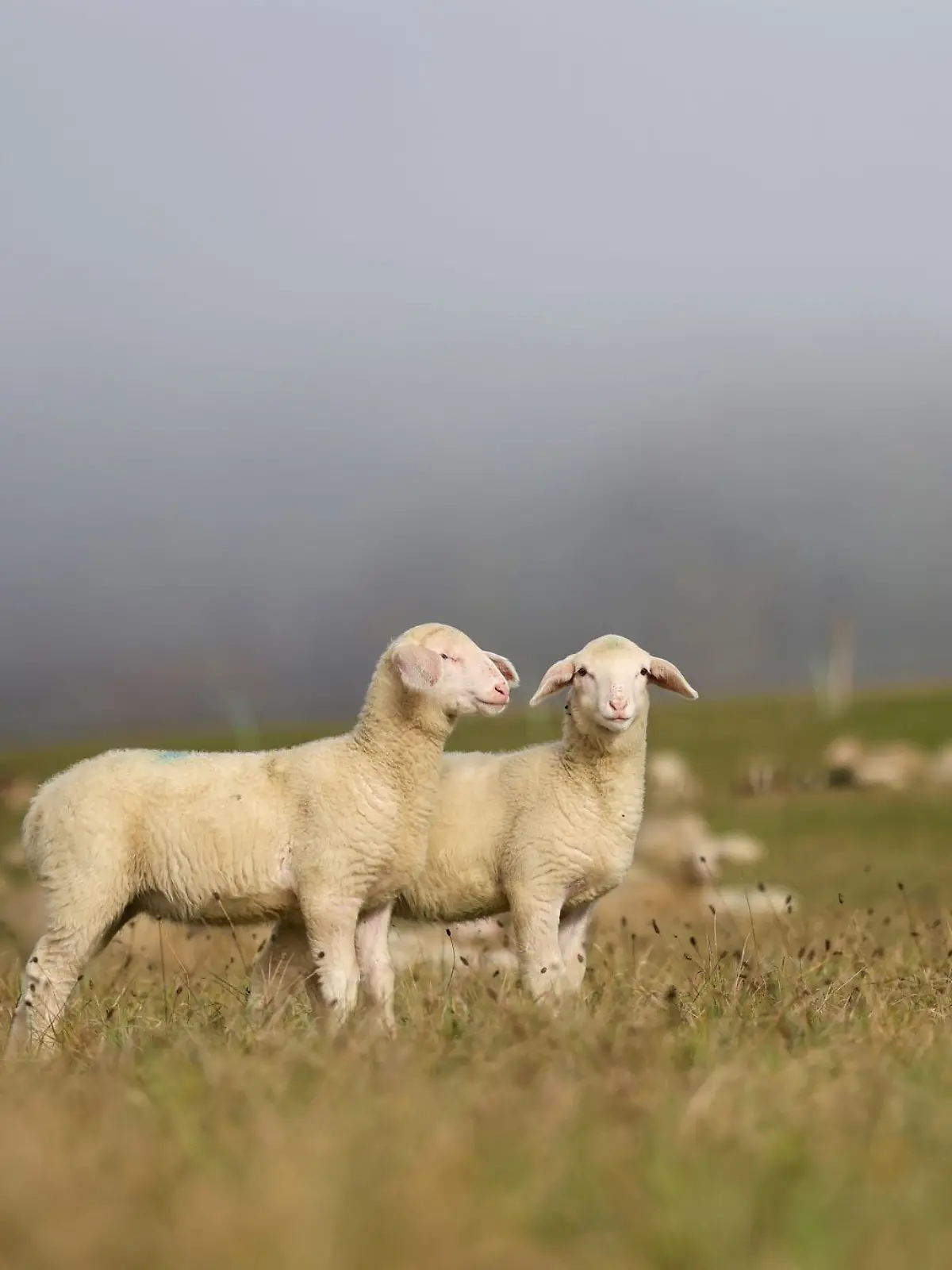 Bild zu: "Unbekannte füttern Schafe mit verschimmeltem Brot – mehr als 20 Tiere tot"