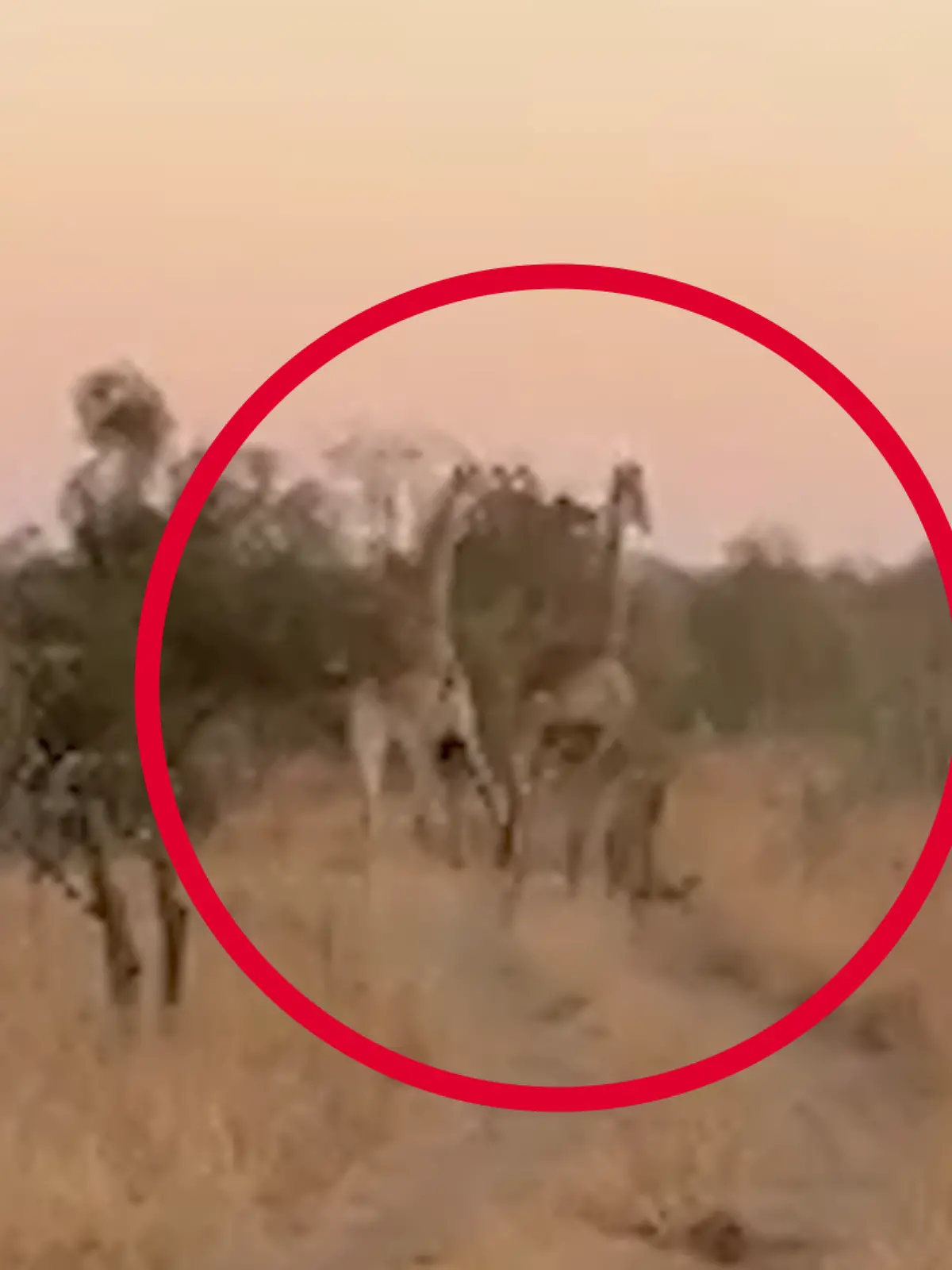 Giraffe verteidigt sich gegen Löwen - mit einem treffsicheren Kick 