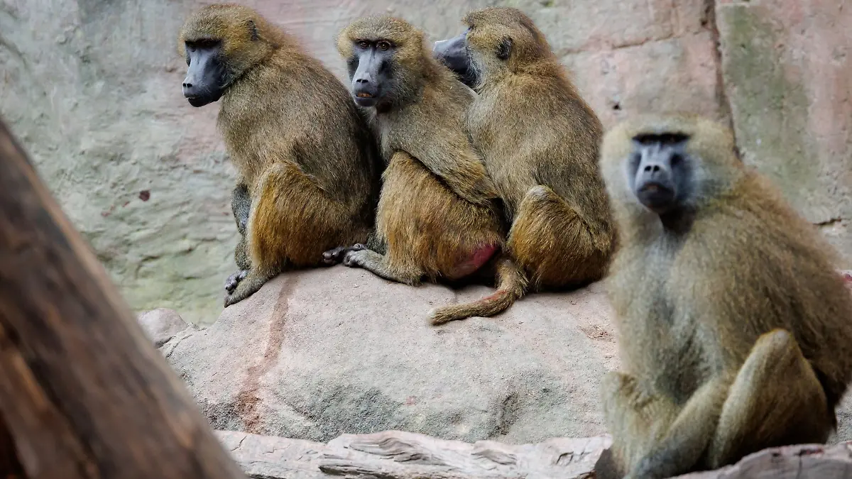 Einige der Guinea-Paviane im Nürnberger Zoo sollen aus Platzgründen getötet werden. (Archivbild)