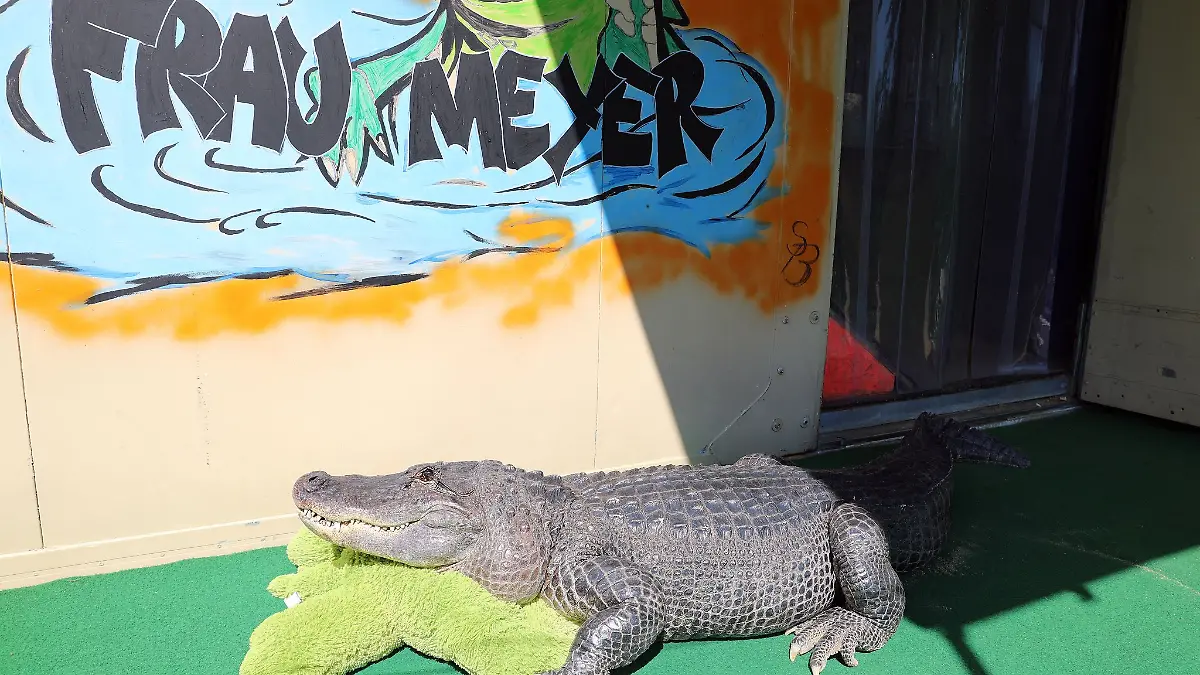 Bei Familie Kaulis in Elmenhorst im Landkreis Nordwestmecklenburg lebt ein Alligator im Garten.