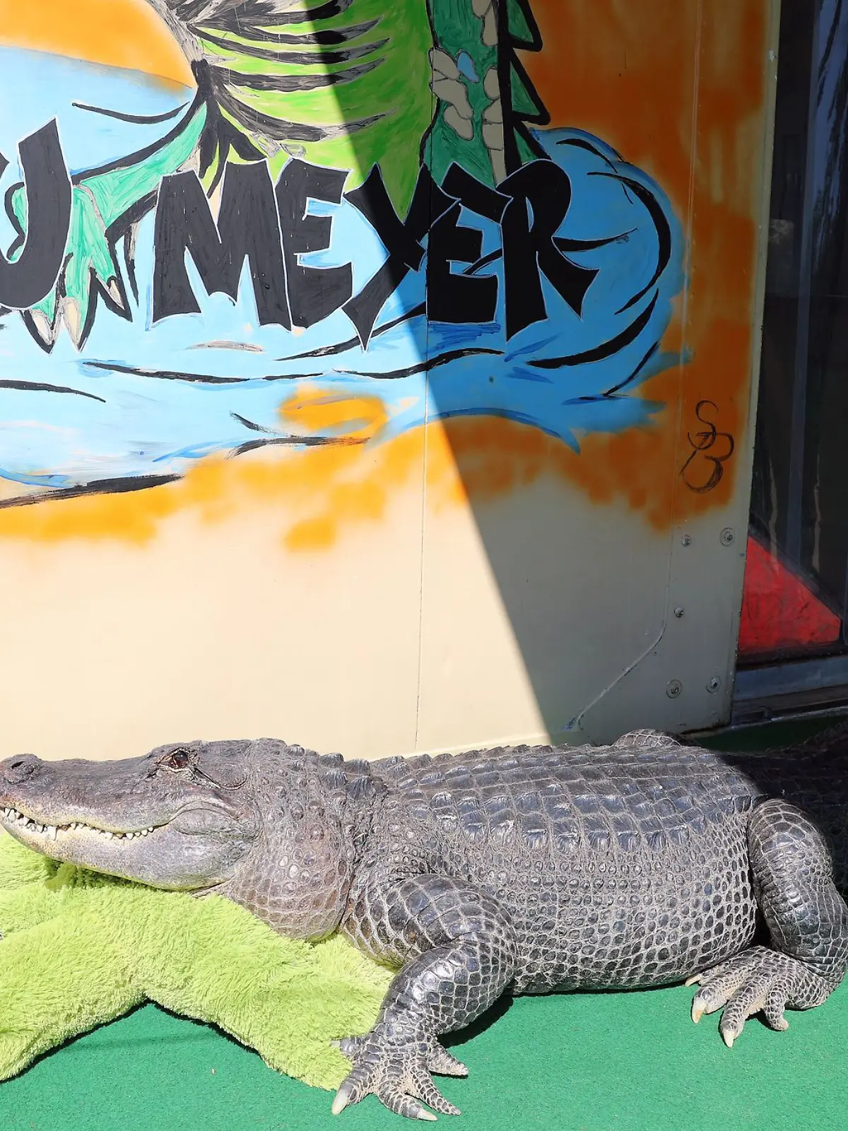 Bild zu: "Alligator schwimmt bei Familie im Pool
"