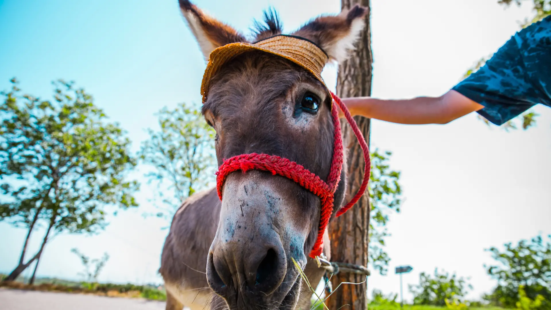 iStock-967113652.jpg