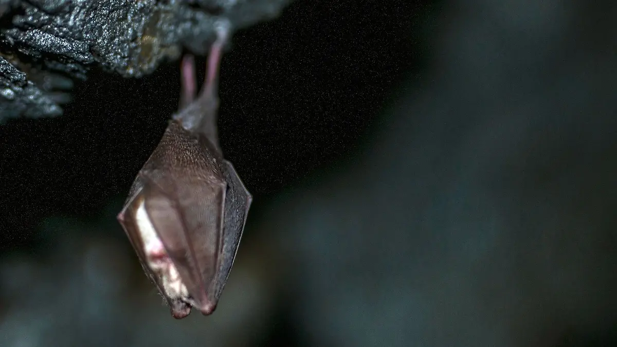 In Bad Lauchstädt wurde eine tollwütige Fledermaus auf einem Kita-Gelände entdeckt (Symbolbild)