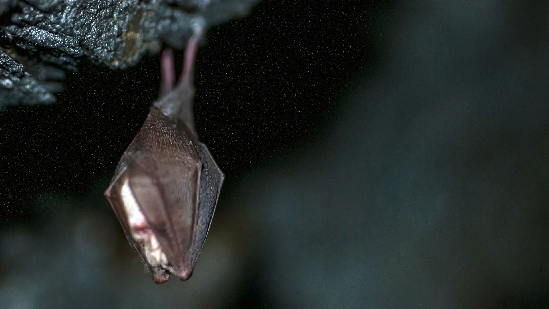 In Bad Lauchstädt wurde eine tollwütige Fledermaus auf einem Kita-Gelände entdeckt (Symbolbild)