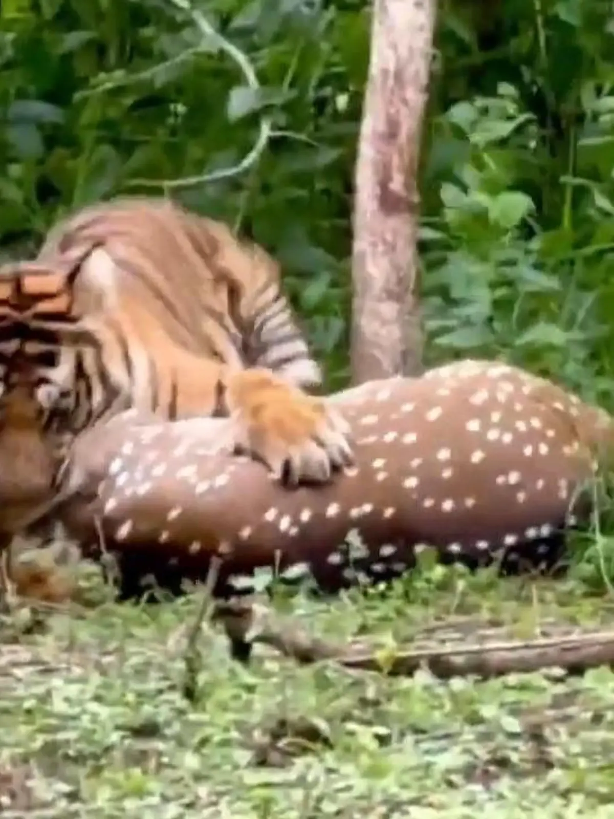 Attacke aus dem Hinterhalt! Tiger reißt Beute vor Safari-Teilnehmer