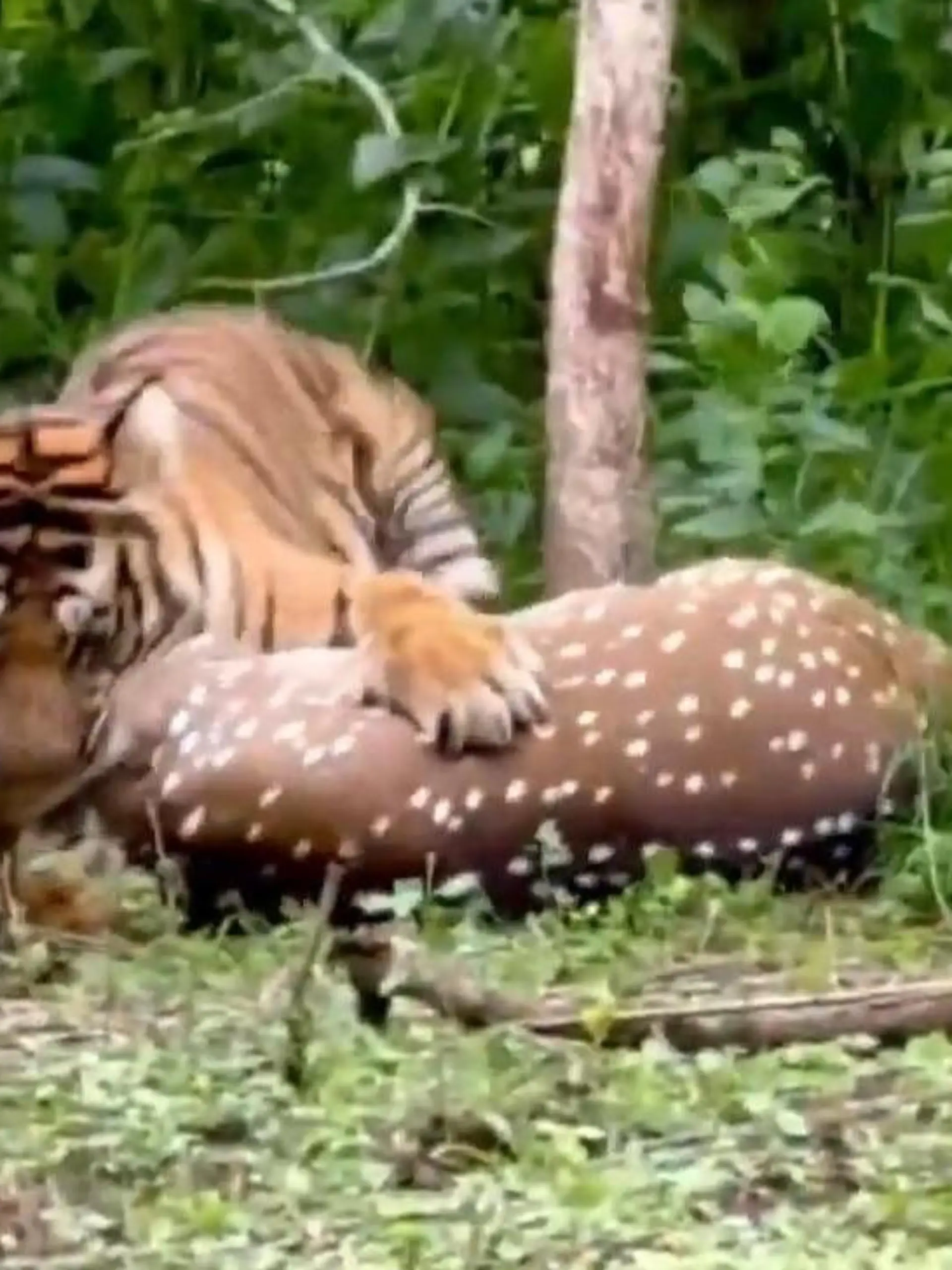 Attacke aus dem Hinterhalt! Tiger reißt Beute vor Safari-Teilnehmer