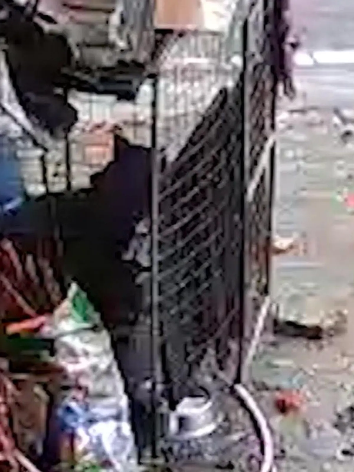 Bild zu: "30-Tonnen-Brocken donnert auf angeketteten Hund – ihr Instinkt rettet Vaiana das Leben"