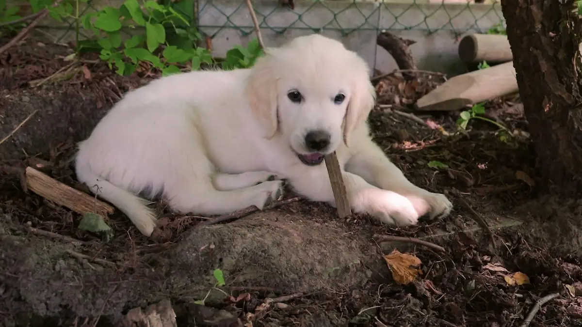Neues Glück für Familie Spendel Golden Retriever Hero