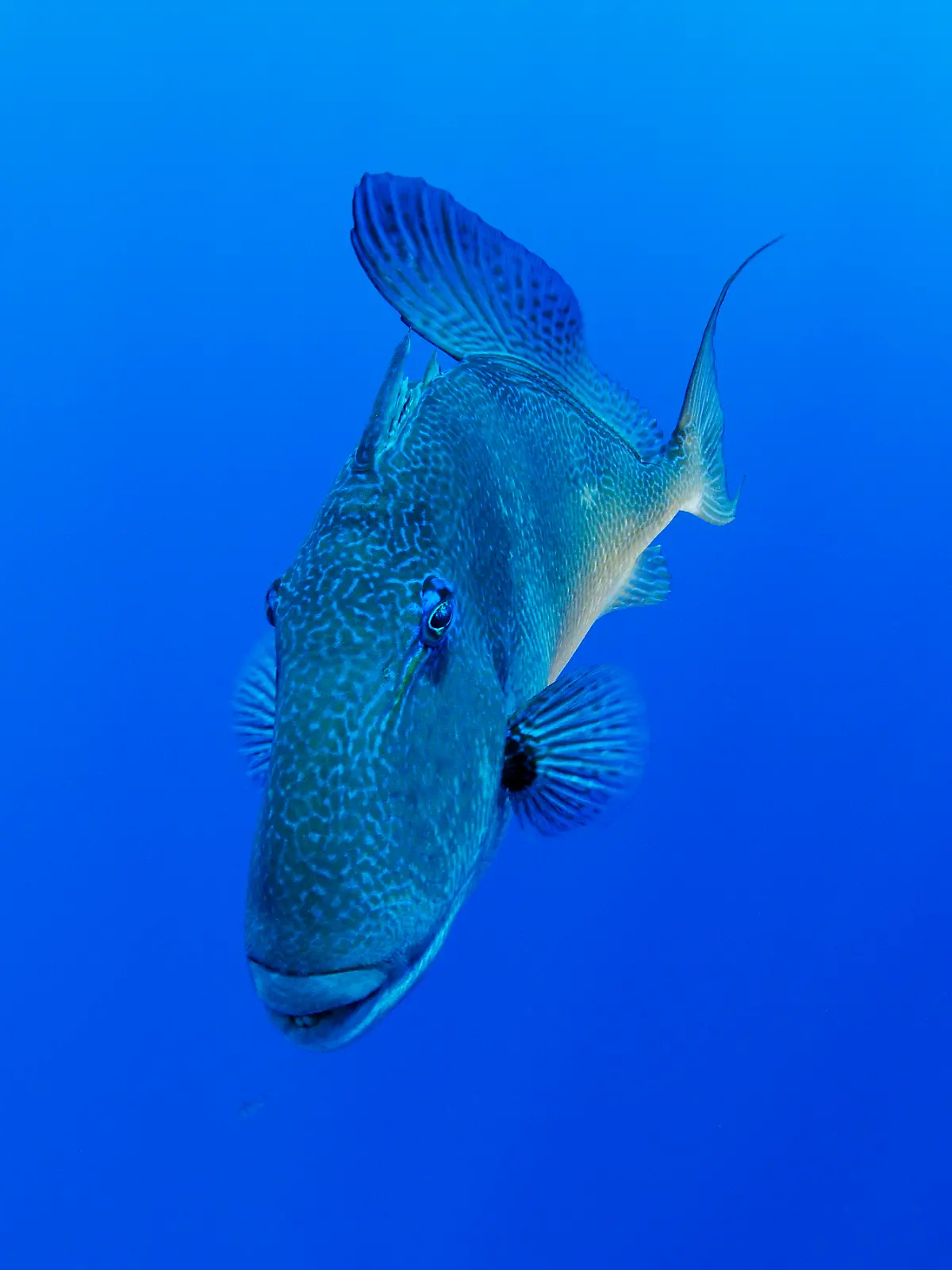 Bild zu: "War der Mallorca-Hai ein Drückerfisch? Wie gefährlich ist der?"