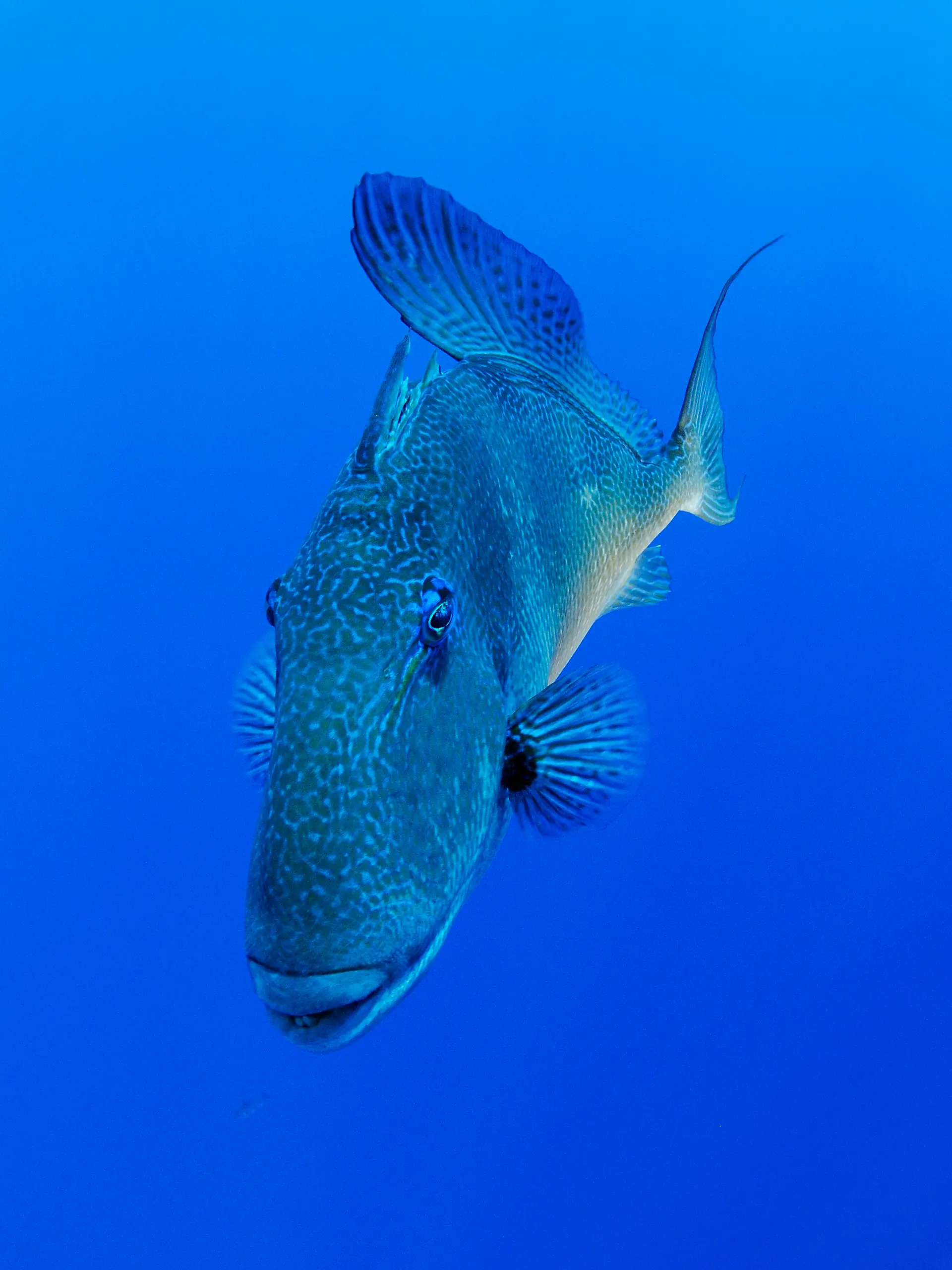 Bild zu: "War der Mallorca-Hai ein Drückerfisch? Wie gefährlich ist der?"