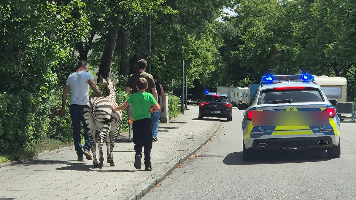 Eine Streife eskortiert die Zebras in München zurück in den Zirkus