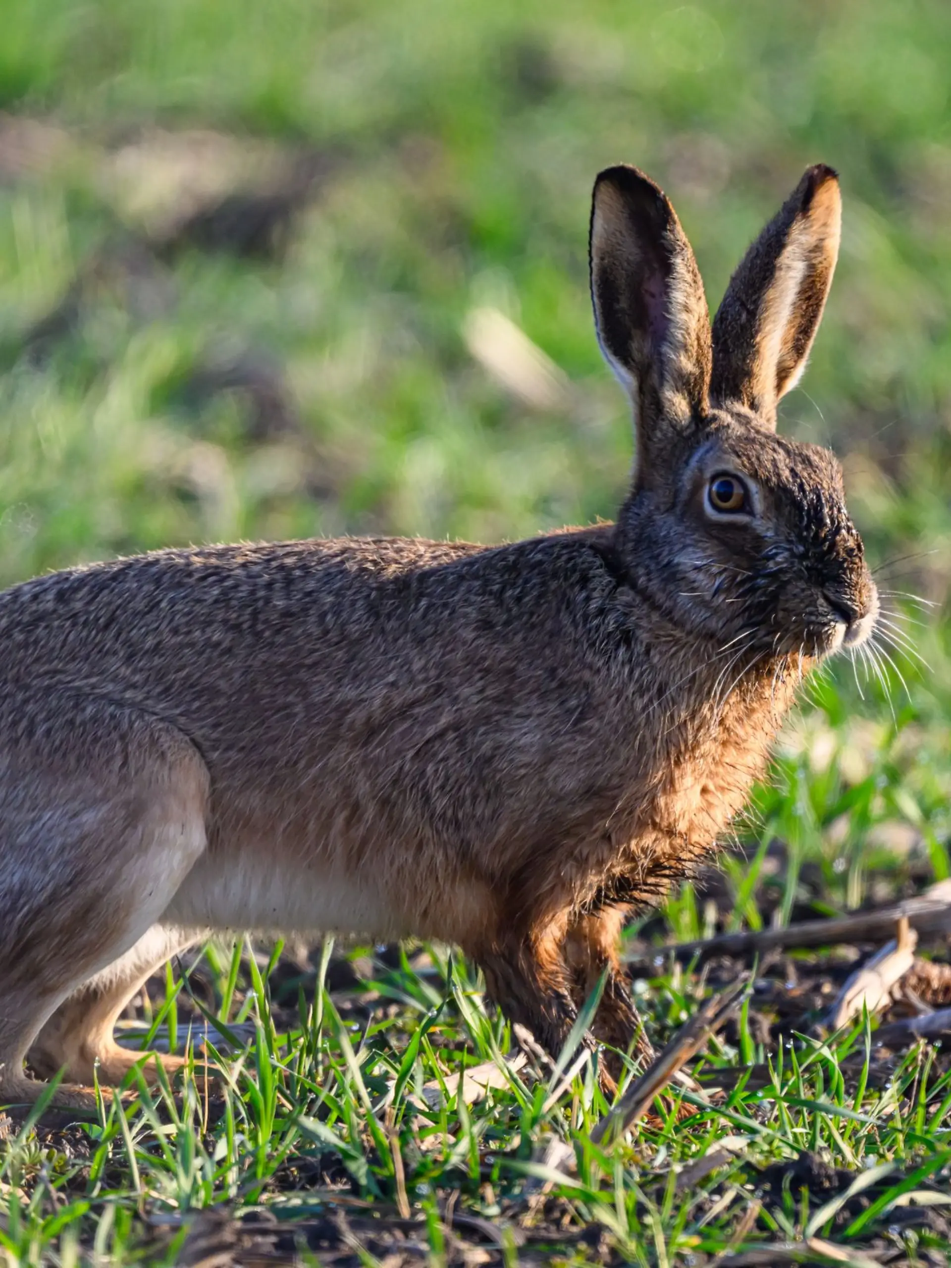 Bild zu: "Immer mehr infizierte Tiere! Experten warnen vor der Hasenpest "