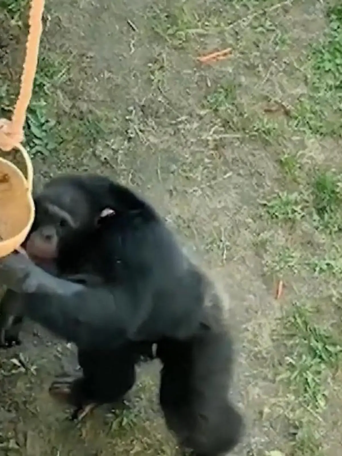 Zoobesucher feiern Schimpanse Dongdong – aus diesem Grund!