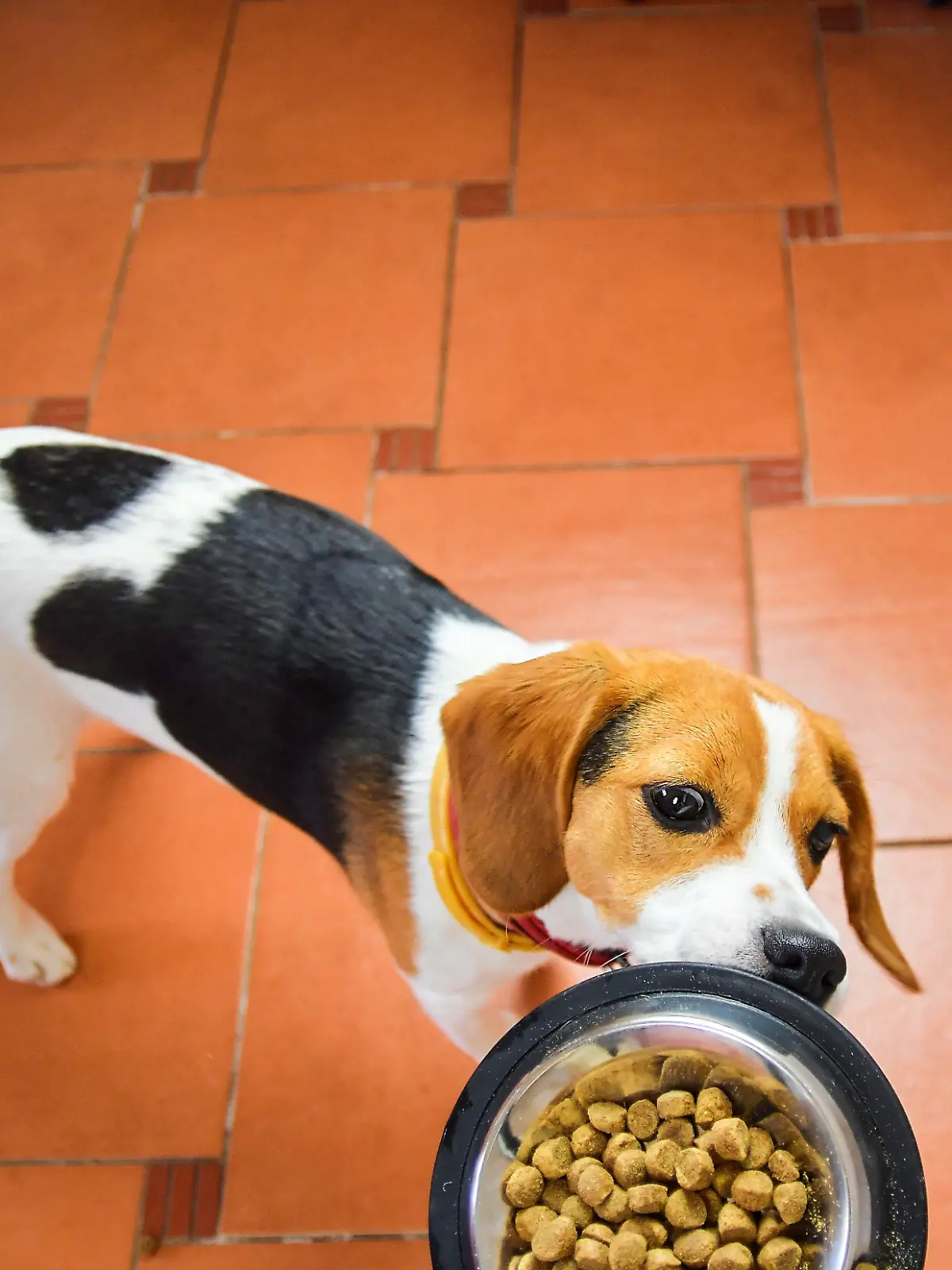 Beagle bekommt Trockenfutter im Napf