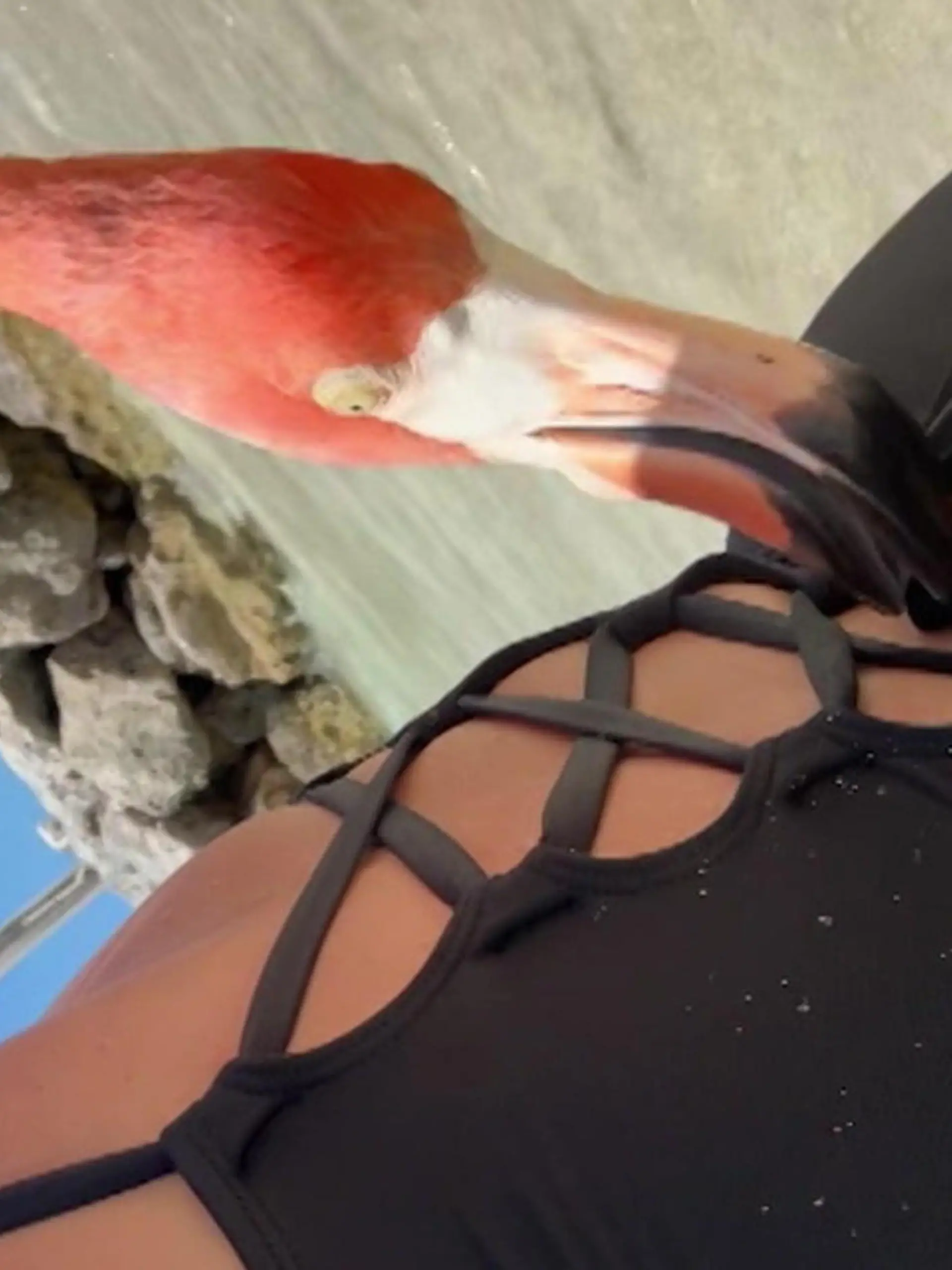 Bild zu: "Flamingo legt Schnabel an! Vogel will Touri ausziehen"
