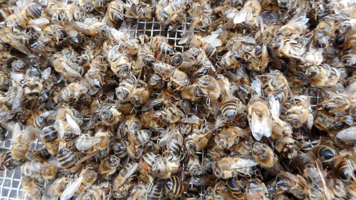 Germany - April 23, 2022 2021 horrible year for bees 2021 was a horrible year for bees. Parasites, fungicides, monocultures and climate changing caused the death of many honey bees in Germany. Dead honey bees in a bee hive. Black Forest near Freiburg, Germany